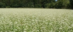 Sarrasin fourrager  non traité