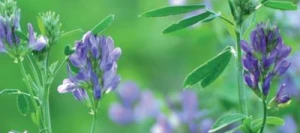 Luzerne CELSIUS Pré-inoculé