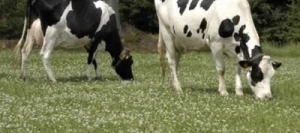 Trèfle blanc BIANCA non traité