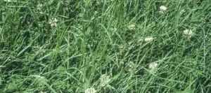 Mélange prairie PATURE Label 100 non traité