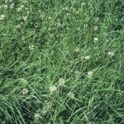 Mélange prairie PATURE Label 100 non traité