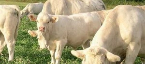 Mélange prairie PERFORMANCE Label 200 non traité