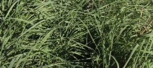 Mélange graminées GRAMIPRES Terrain séchant non traité