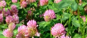 Trèfle violet MERULA 2n non traité