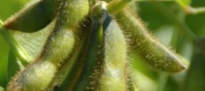 Soja PAMELA 0000 non traité