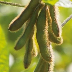 Soja ABACA 0000 Pré-inoculé Fix Fertig