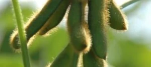 Soja ALTONA 00 non traité