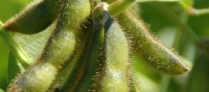 Soja ANCAGUA 000 non traité