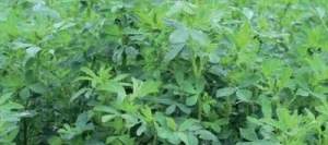 Luzerne ARTEMIS AB non traité