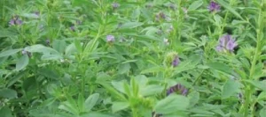 Luzerne GEA AB Pré-inoculé