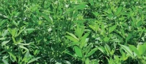 Luzerne SORAYA AB non traité