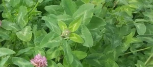 Trèfle violet KINDIA 2n AB non traité