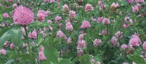 Trèfle violet TITUS 4n AB non traité