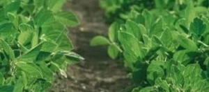 Soja KRISTIAN 0 non traité