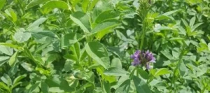 Luzerne FADO AB Pré-inoculé