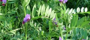 Vesce commune MIKAELA Printemps non traité