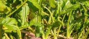 Navet fourragers GADOL non traité