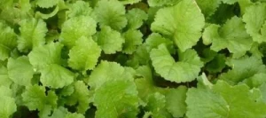 Navette fourragères CARLINDA non traité