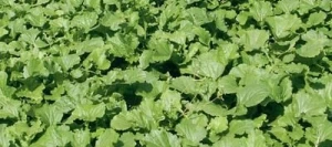 Navette fourragères PERKO PVH non traité