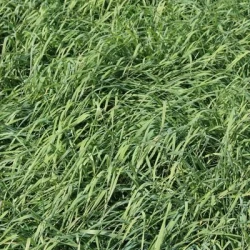 Fléole des prés POLARKING non traité