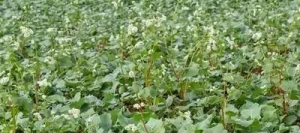 Sarrasin ZITA AB non traité