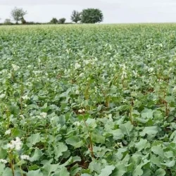 Sarrasin ZITA AB non traité