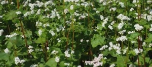 Sarrasin KORA AB non traité