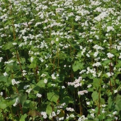 Sarrasin KORA AB non traité