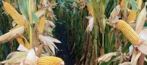 Maïs demi-précoce PEGORO REDIGO