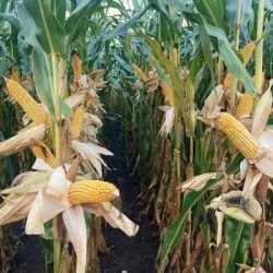 Maïs demi-précoce PEGORO REDIGO