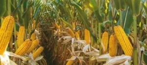 Maïs demi-tardif ARSANTTO REDIGO