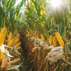 Maïs demi-tardif ARSANTTO REDIGO