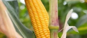 Maïs très précoce PRIMINO AB non traité