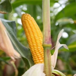 Maïs très précoce PRIMINO AB non traité