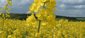 Colza PIROL AB non traité