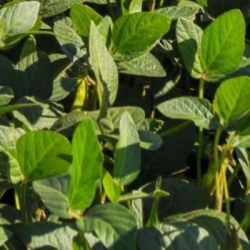 Soja ALVESTA 00 non traité