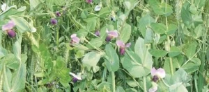 Méteil fourrager METEIL MONTAGNE non traité