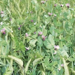 Méteil fourrager METEIL MONTAGNE non traité