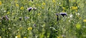 Couverts PROFAUNE 2 non traité