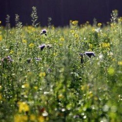 Couverts PROFAUNE 2 non traité