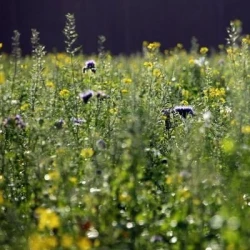 Couverts PROFAUNE 2 non traité