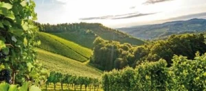 Couverts PROFIX 1 non traité