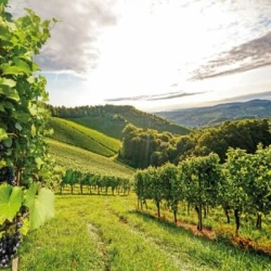 Couverts PROFIX 1 non traité