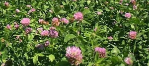 Trèfle violet UNO 2n non traité