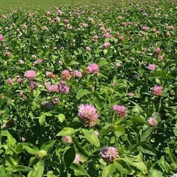 Trèfle violet UNO 2n non traité