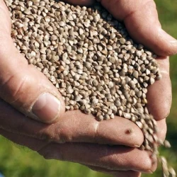 Sarrasin LA HARPE AB non traité