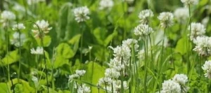 Trèfle blanc APIS non traité