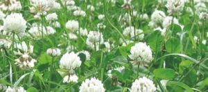 Trèfle blanc AVALON non traité