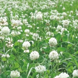 Trèfle blanc AVALON non traité