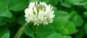 Trèfle blanc HAIFA non traité